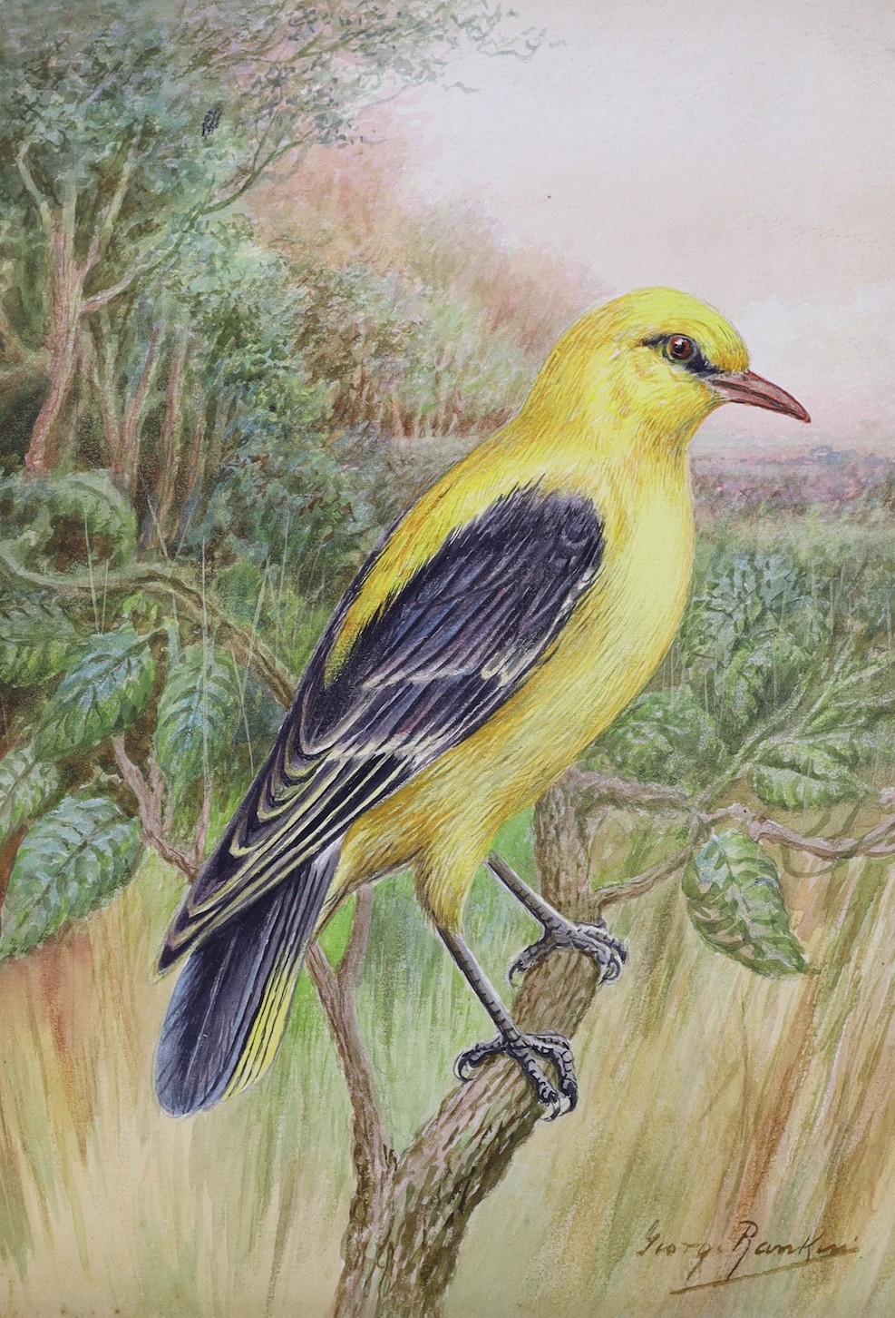 George Rankin (1864-1937), four watercolours on card, garden birds, signed, unframed, 27 x 19cm